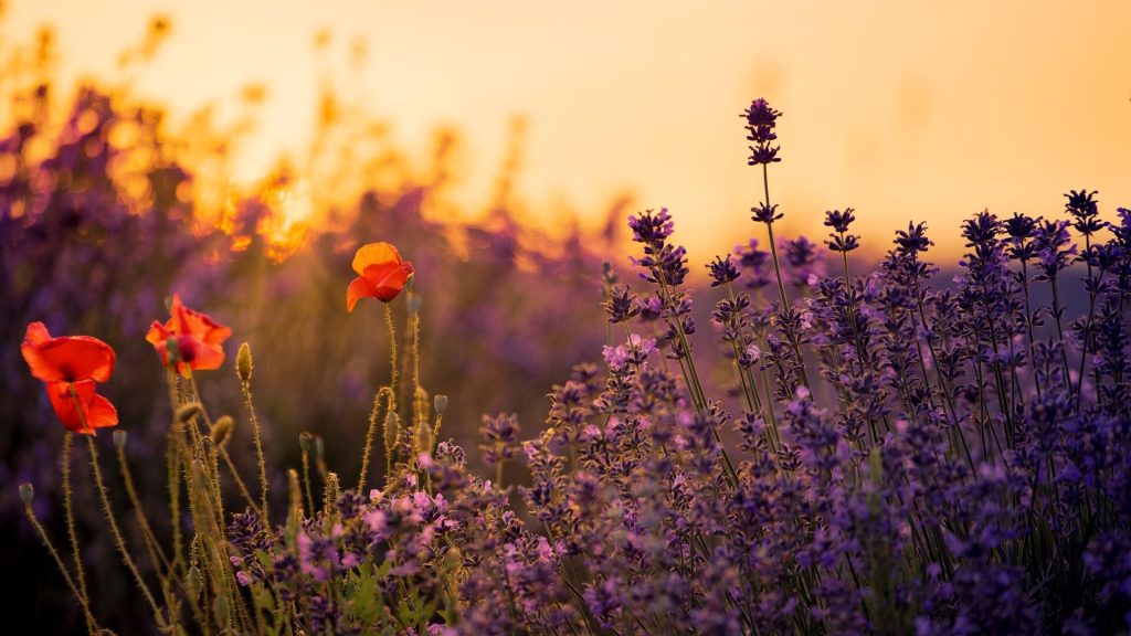 60 autumn gold tone toning effects ps actions2 1024x576 1