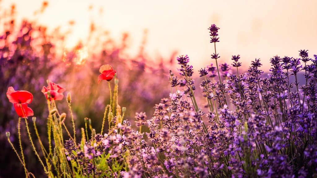 60 autumn gold tone toning effects ps actions3 1024x576 1