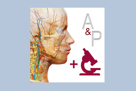 anatomy physiology 6 icon