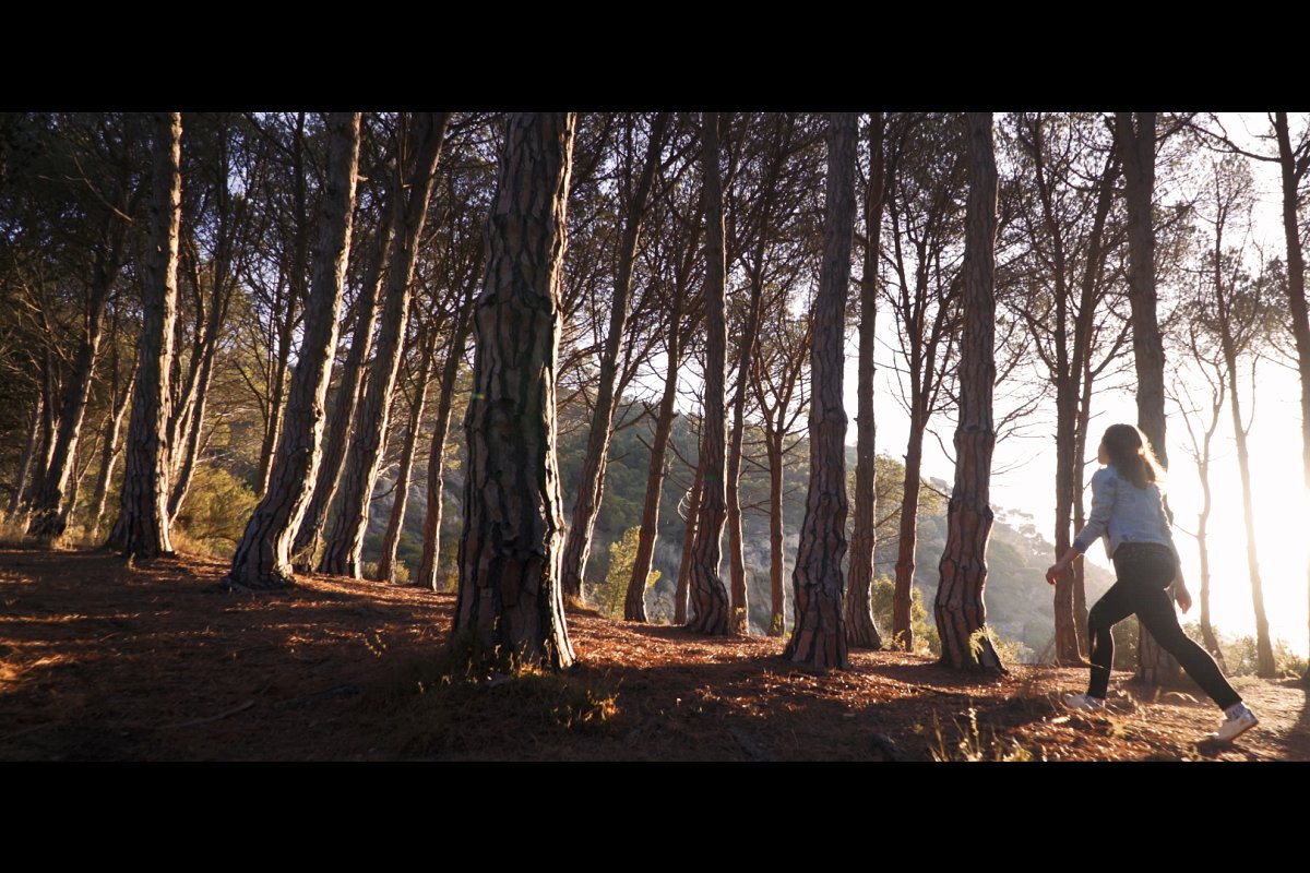 conferousforest lut