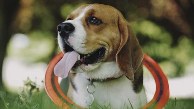 deluts clog neutral luts 4