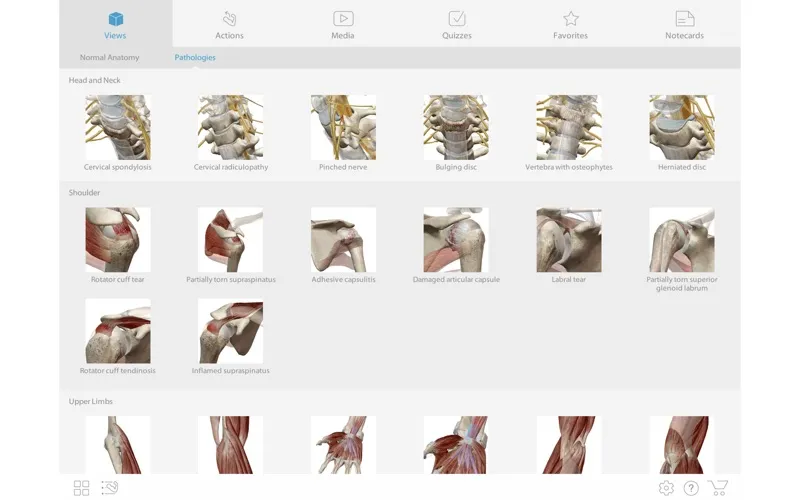 visible body muscle premium