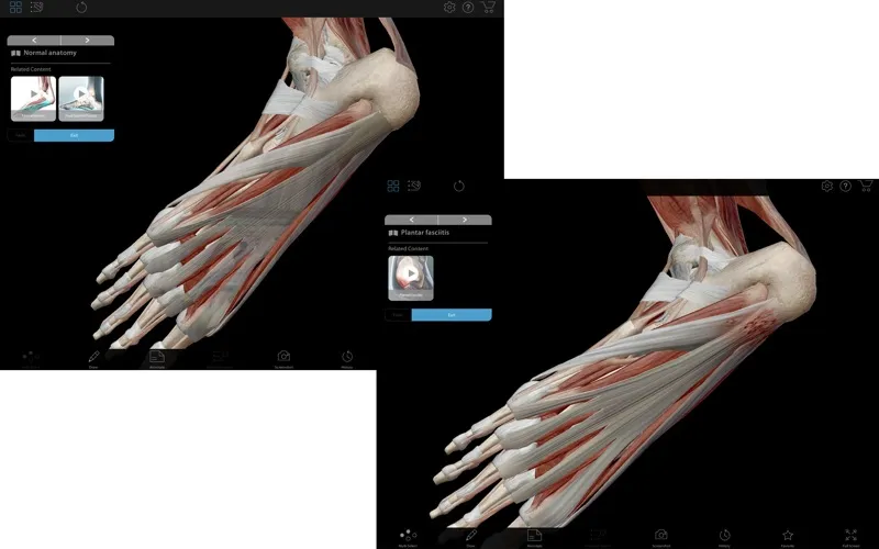 visible body muscle premium2