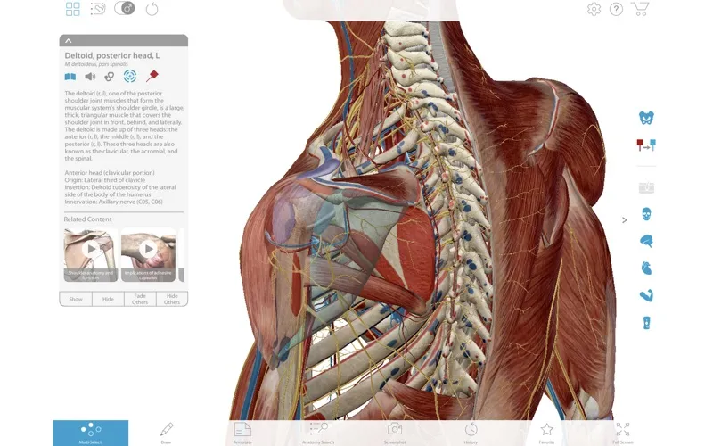 visible body muscle premium3